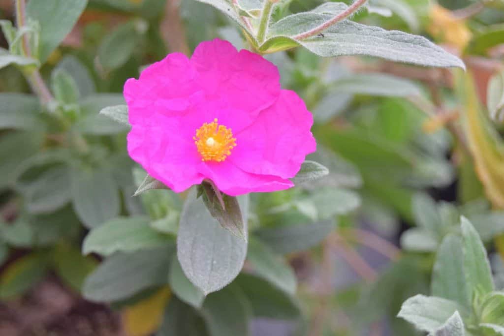 Cistus x pulverulentus 'Sunset' 40-60 cm